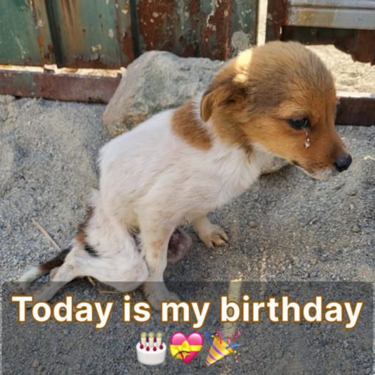 Forgotten Tears: He Cried in Pain for Days Until Someone Finally Listened