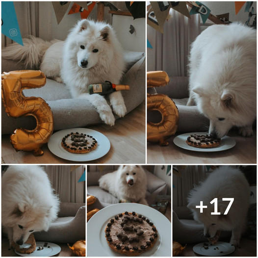 A Lonely Birthday: A Dog’s Heartfelt Wish for Love and Recognition ❤️🐾