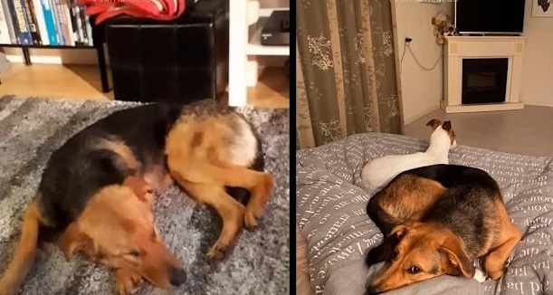 Street Pup’s Cry: ‘Please Don’t Leave Me Alone’ – A Heartwarming Plea to Passersby