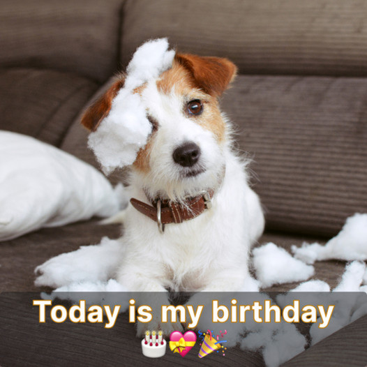 Heartbroken on My Birthday: Celebrating Alone as My Friends Can’t Make It