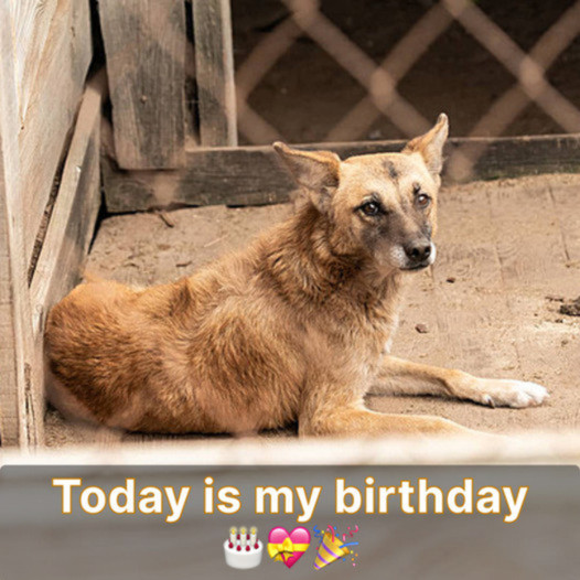 Feeling Invisible on My Birthday: No Wishes, Just Heartache