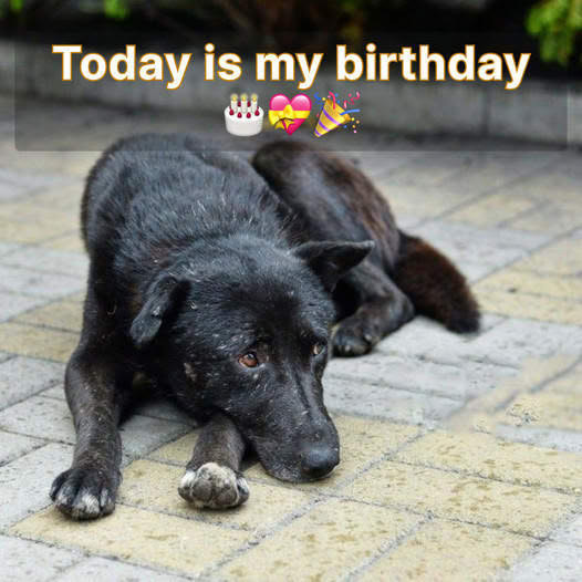 “Heartbreaking Moment: Malnourished Pregnant Dog Jumps into Car, Desperately Seeking Help