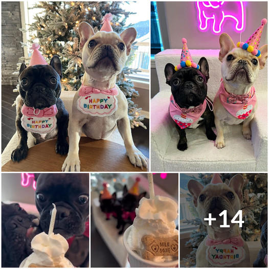 Quiet Birthday Blues: No Well-Wishes, Just Me and My Cake 🎂