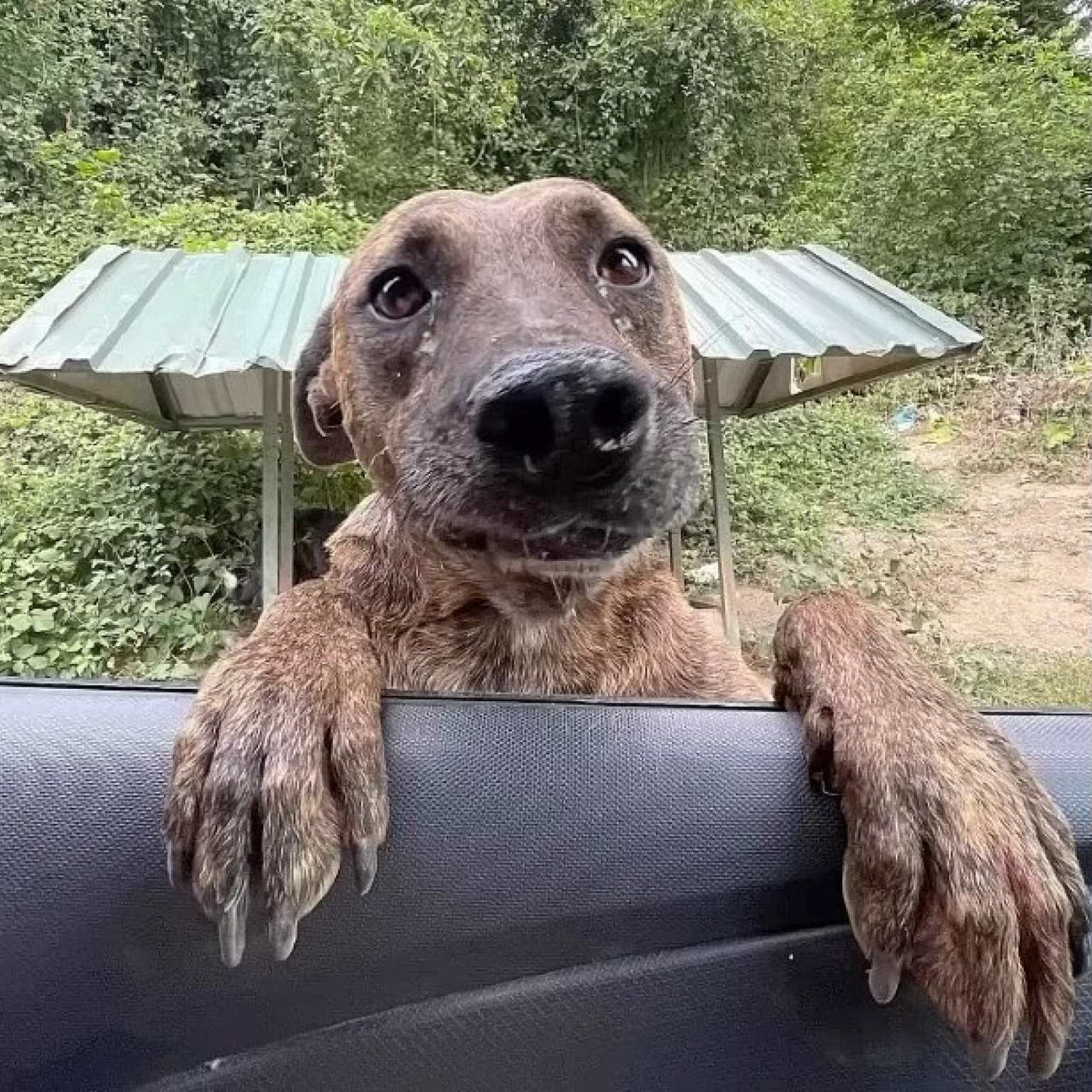 “Heartbreaking Moment: Starving Pregnant Dog Jumps into Car, Desperately Begging for Help