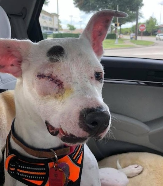 The Dog Who Overcame Mistreatment and Losing an Eye to Live a Life Full of Joy and Resilience 🐾❤️