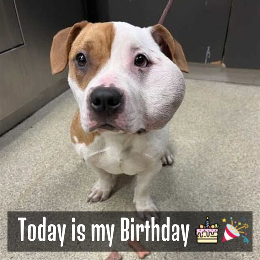 A Special Delivery on a Special Day: Parcel’s Journey from Struggle to Celebration