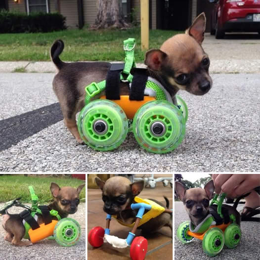 Meet the Adorable Two-Legged Puppy Who Found Unconditional Love and Happiness in the Embrace of His Devoted Young Owner – A Heartwarming Tale of Resilience! L