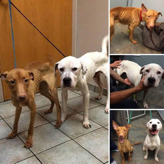 A Night of Miracles! How Love Rescued Two Starving Dogs from Darkness! A Story to touch Your heart