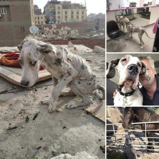 From Windswept Shores to Gentle Embraces: Angelo the Great Dane’s Inspiring Journey Home, Overflowing with Hope and Love