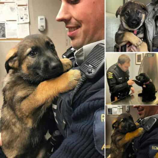 A homeless stray dog wanders the streets aimlessly until it meets the compassionate gaze of a kind-hearted police officer, its eyes silently pleading for love and the promise of a forever home