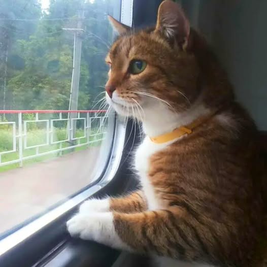 Cat Woke Up Alone 500 Miles From Home After Owners Quietly Got Off The Train But The Ending Surprised Everyone