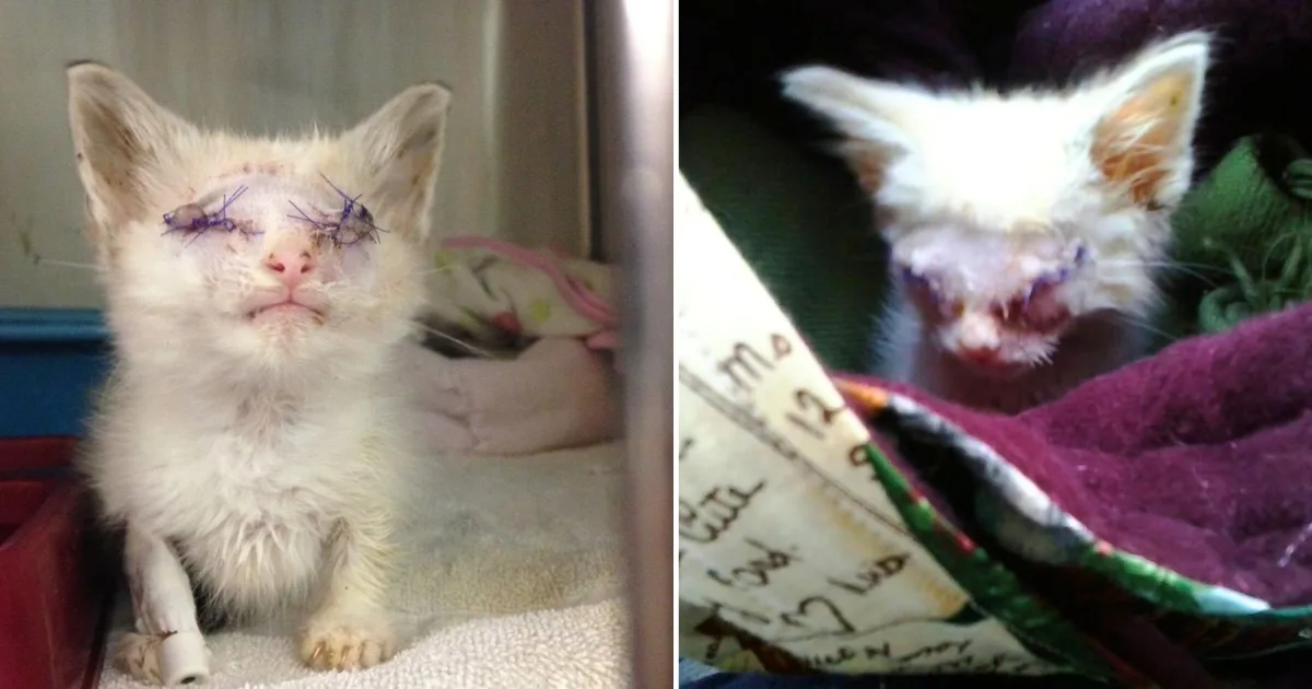 This Tiny Kitten Arrived at the Vet With Damaged Eyes — How She Fought Back Left Everyone in Tears
