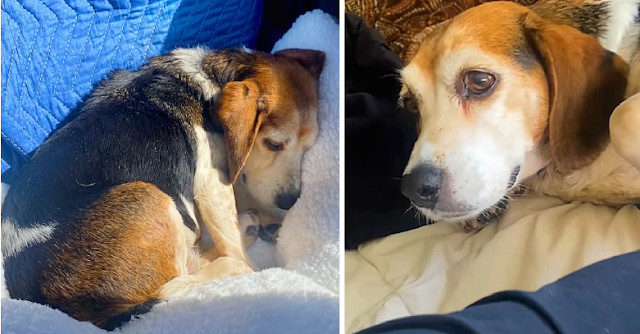 From Stray to Soulmate: Mabelâs Heartwarming Transformation Through Love and Adoption